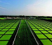 编制全文成功案例淡水微藻类产品养殖项目可行性研究报告