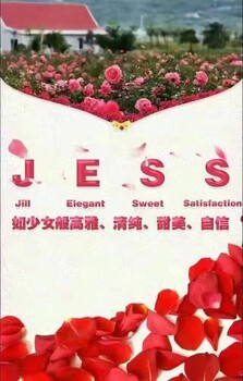 海南三亚玫瑰谷JESS总代理七七分享JESS的由来