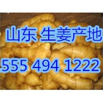 沂水小黃姜批發(fā)價格