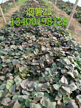 河北衡水紅薯苗地瓜種苗批發(fā)基地