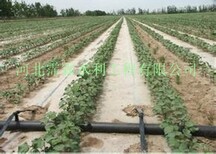 河北滴灌带厂家生产减少病虫害的滴灌带图片2