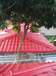 高品质屋顶防腐材料ASA枣红色合成树脂瓦塑胶瓦