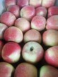 山东沂源县张家坡镇蜜桃苹果产地价格图片