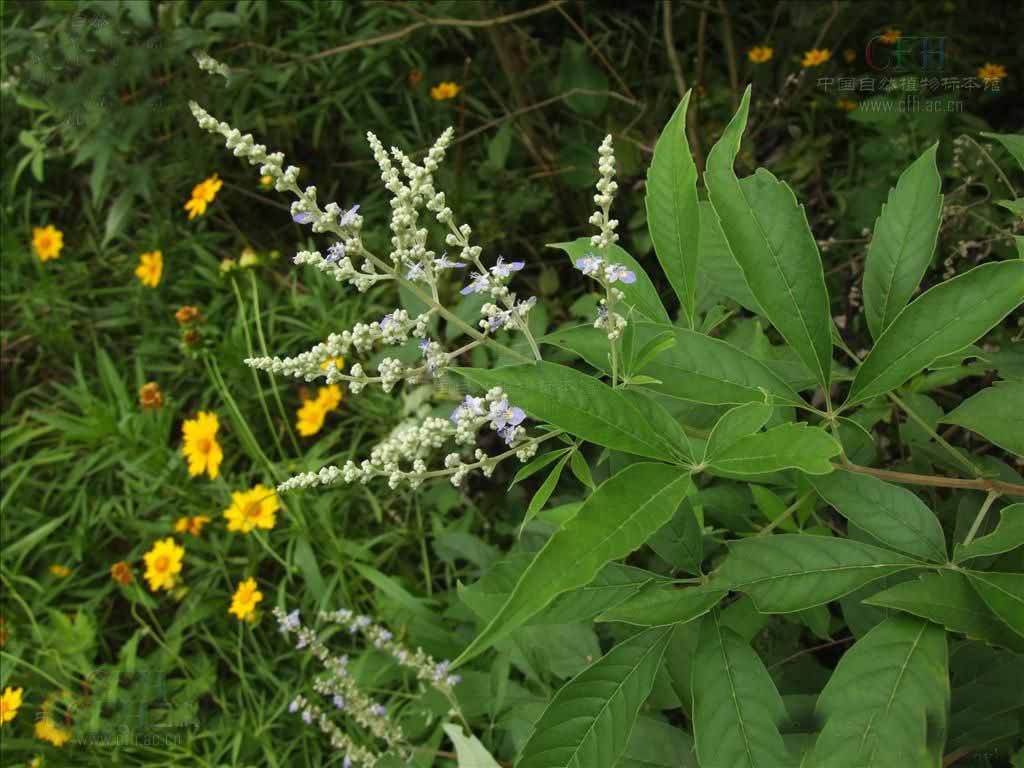 森冉生物牡荆叶提取物/黄荆条提取物祛痰止咳