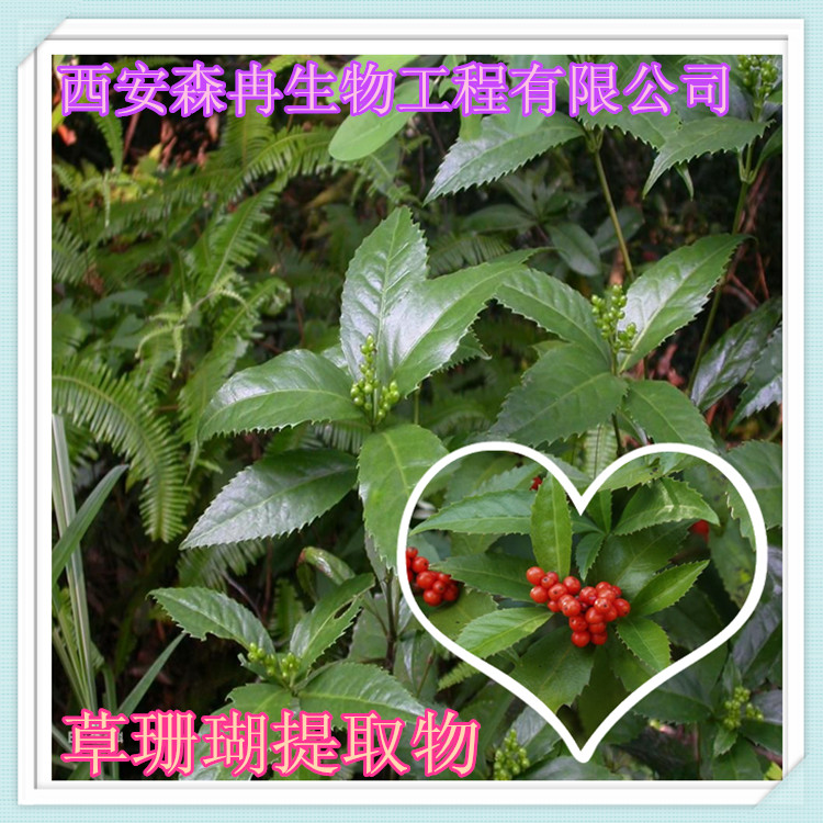 九节风/满山香/节骨茶/草珊瑚提取物抗菌消炎森冉生物包邮