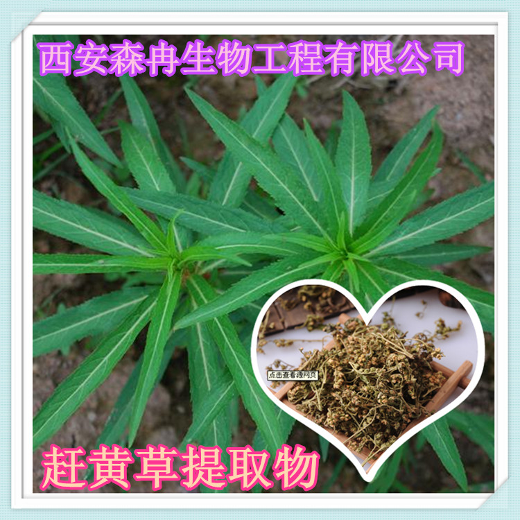 水泽兰/扯根菜/赶黄草提取物10:1森冉生物清热解毒