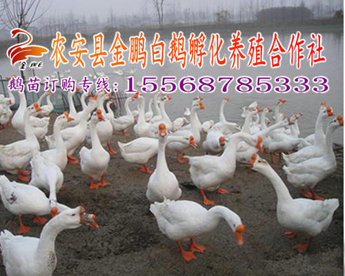 圈养肉鹅技术,圈养鹅的技术视频