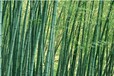 绿化竹子园林绿化竹子耐寒绿化竹子北方绿化竹子