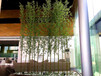 在园林绿化中常见的绿化竹子有多少种绿化竹子种类