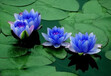 水生花卉分类水生花卉植物的20个种类水生植物20个品种
