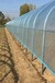 嵊州镀锌带钢管草莓大棚跨度5-25米镀锌管厂家工期短