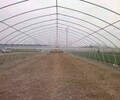 湘西州包塑管骨架农业大棚免费设计安装指导