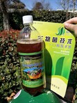 茶叶种植怎么使用em菌液提高产量品质呢