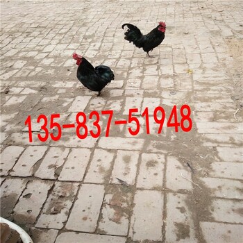 元宝鸽价格绣球鸡价格元宝鸡大型养殖场