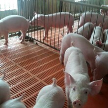 潍坊临朐蒋峪养猪场仔猪苗猪小猪母猪种猪出售