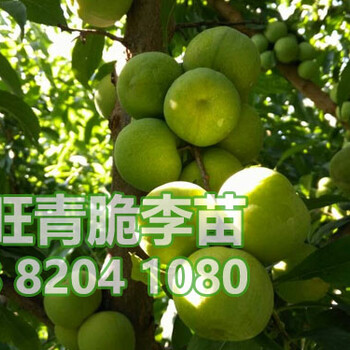 青脆李子苗批發(fā),2017青脆李子樹苗哪里有賣
