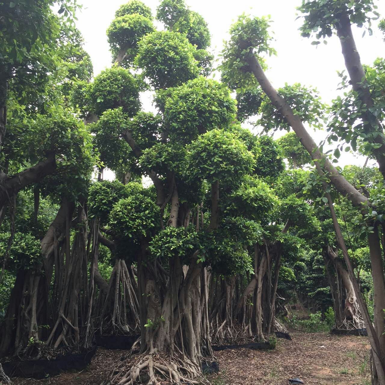 小叶榕细叶榕榕树盆景榕树桩景