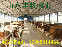 龙泉鲁西黄牛养殖利润公司图片4