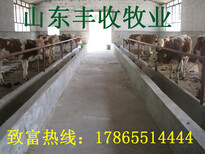 龙泉鲁西黄牛养殖利润公司图片3