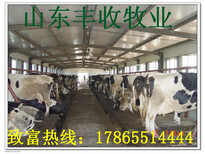 龙泉鲁西黄牛养殖利润公司图片2