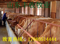 龙泉鲁西黄牛养殖利润公司图片5