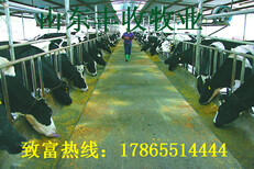 龙泉鲁西黄牛养殖利润公司图片1