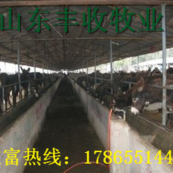 肉牛出栏价肉牛养殖技术山东养牛基地