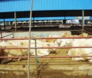 东阳利木赞牛养殖前景图片