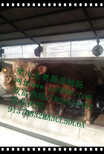 潜江六个月500斤的利木赞公牛图片1
