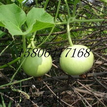 1452762132069698700-3.jpg@1e_1c_220w_220h_90Q.jpg
