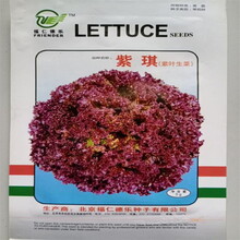 彩色紫叶生菜种子
