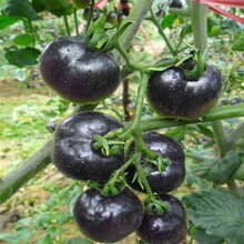 优质杂交F1黑番茄种子单果重25克礼品黑番茄种子黑珍珠