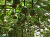 观光旅游农业品种观赏葫芦种子天鹅葫芦种子图片