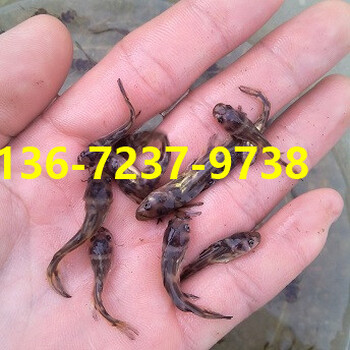 廣東韶關(guān)中華鱉苗仁化樂昌水魚苗南雄甲魚苗