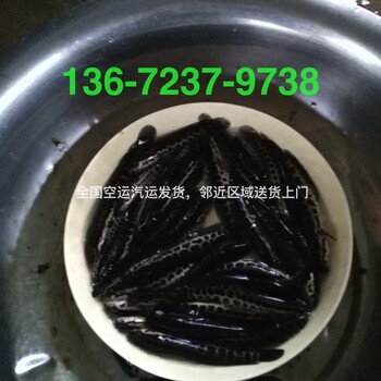 广东杂交生鱼苗养殖场大规格已驯化的黑鱼苗出生
