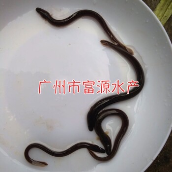 日本鰻魚苗批發(fā)價(jià)格黑鰻魚苗