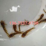 广东全雄性黄骨鱼苗出售黄颡鱼苗批发价格图片0