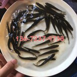 广东揭阳七星鱼苗潮州汕尾汕头月鳢鱼苗图片5