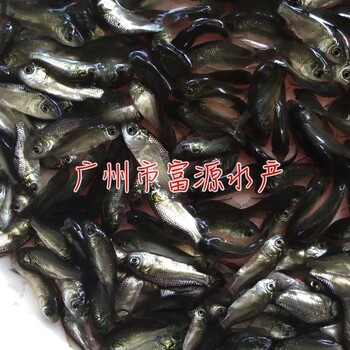 台湾泥鳅寸苗出售罗非鱼苗供应