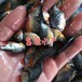 广西来宾淡水白鲳鱼苗养殖基地红鲳鱼苗批发淡水白鲳鱼苗出售