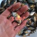 广西贵港淡水白鲳鱼苗养殖基地红鲳鱼苗批发淡水白鲳鱼苗出售