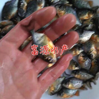 江西九江加州鲈鱼苗养殖基地淡水白鲳鱼苗批发