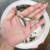 廣東珠海鯉魚苗養殖基地興國紅鯉魚苗批發鯉魚苗價格