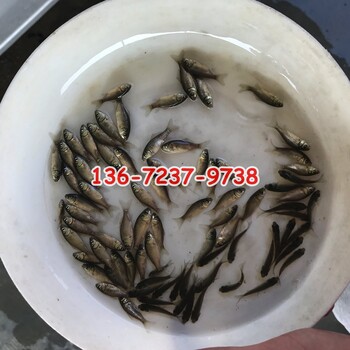 广西钦州银鳕鱼苗养殖基地胭脂鱼苗批发价格