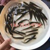 廣東珠海黑魚苗養殖基地雜交黑魚苗黑魚苗烏鱧魚苗