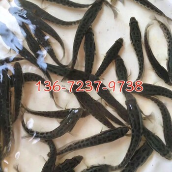 广西钦州乌鳢鱼苗养殖基地黑鱼苗杂交生鱼苗批发价格