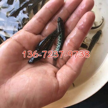  Nationwide air transport of hybrid black fingerling black fingerling snakehead fingerling in Quzhou, Zhejiang