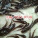 广东河源斑点叉尾鮰鱼苗养殖基地叉尾鱼苗出售鮰鱼苗批发