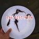 广西来宾斑点叉尾鮰鱼苗养殖基地叉尾鱼苗出售鮰鱼苗批发