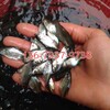廣東珠海三角魴魚苗養殖基地澳洲寶石鱸魚苗